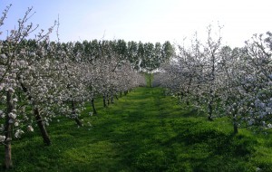 pommier en fleurs verger en fleur