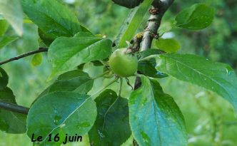 La pomme du jour!